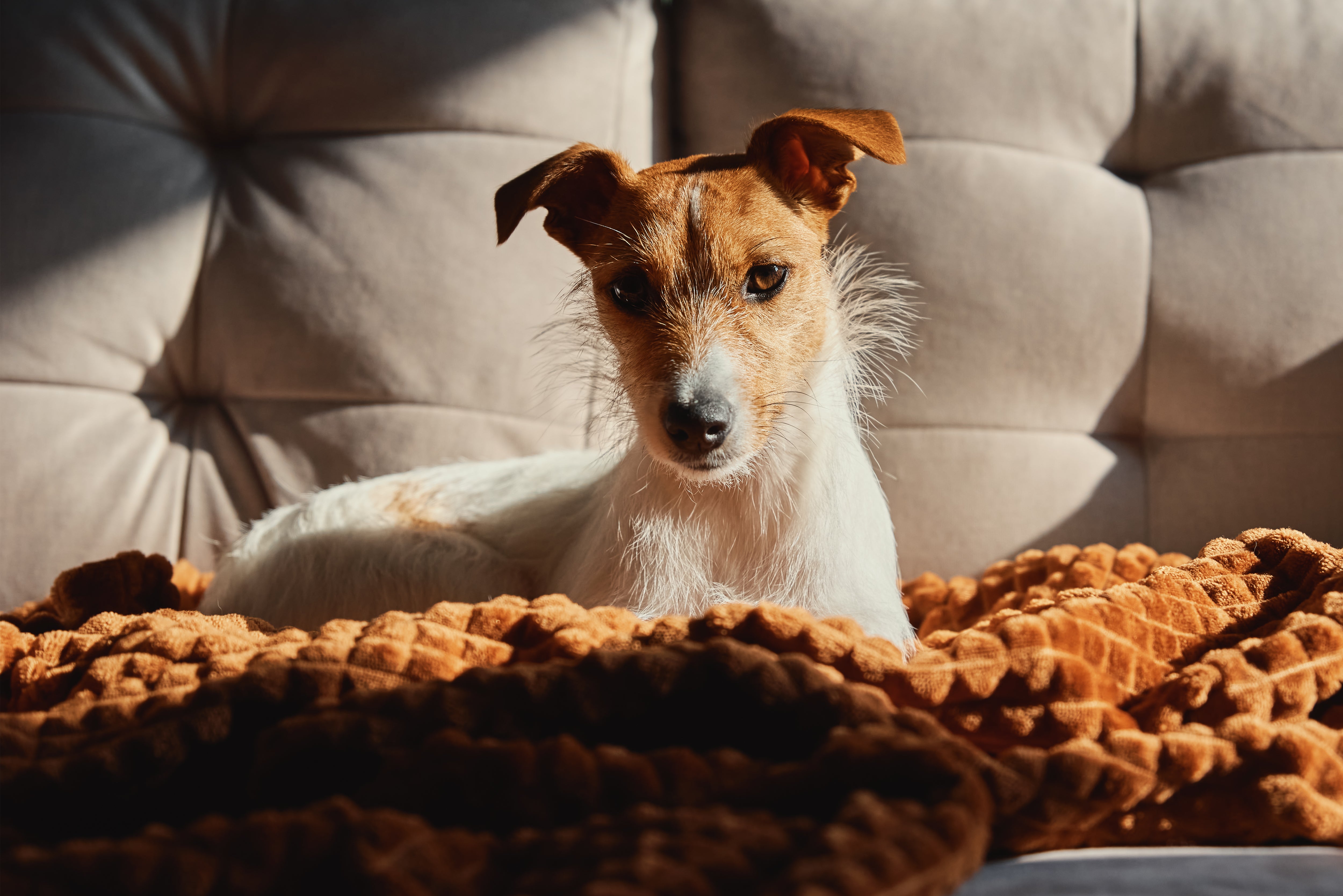 Understand why a dog digs the couch!