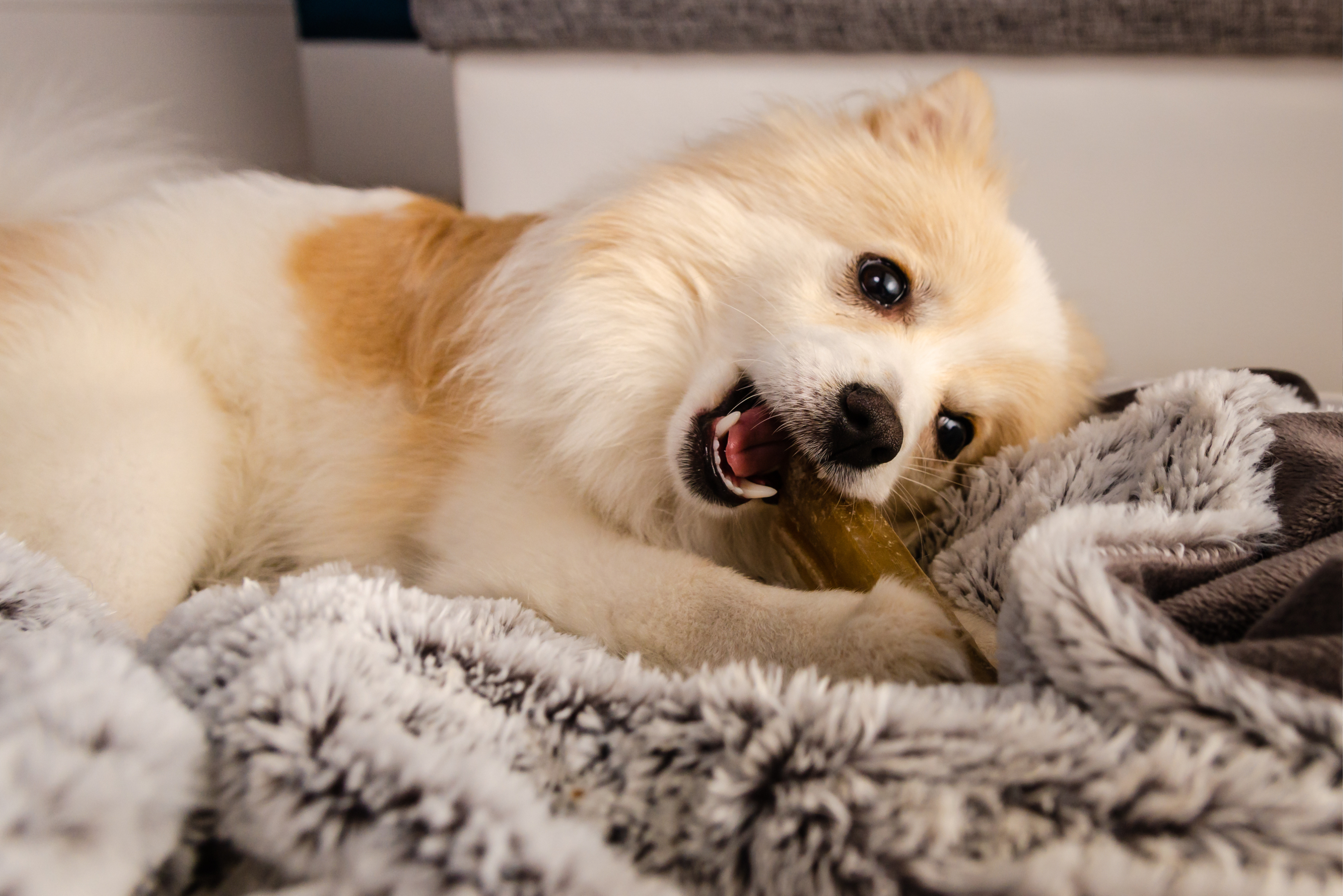 Why does the dog like bone? Discover the reason for this furry preference!