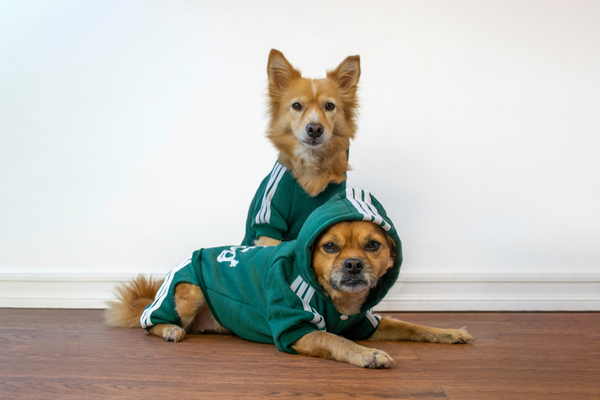 TikTok dog: check out four very famous profiles