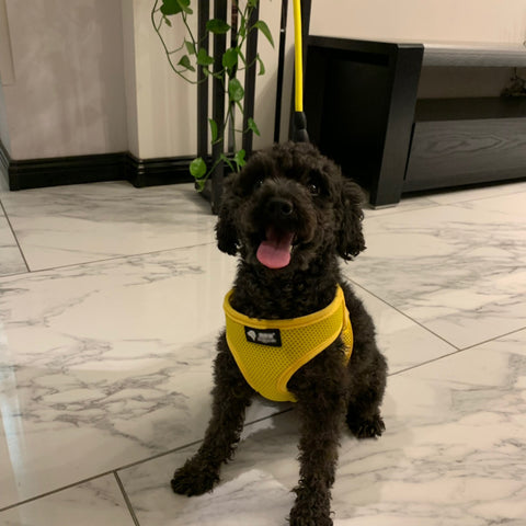 Dog harness collar