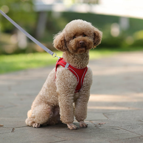 Harness Leash Set