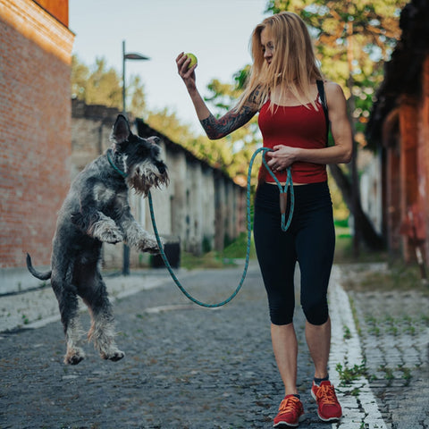 LSL Slip Lead Leash